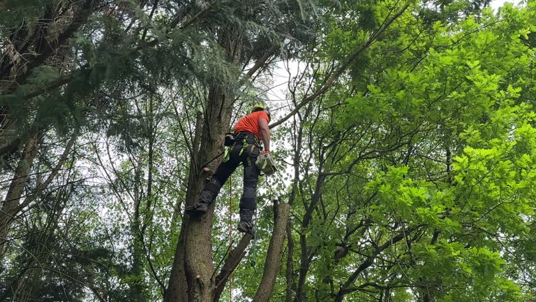 Best Tree Maintenance Programs  in Pandora, OH